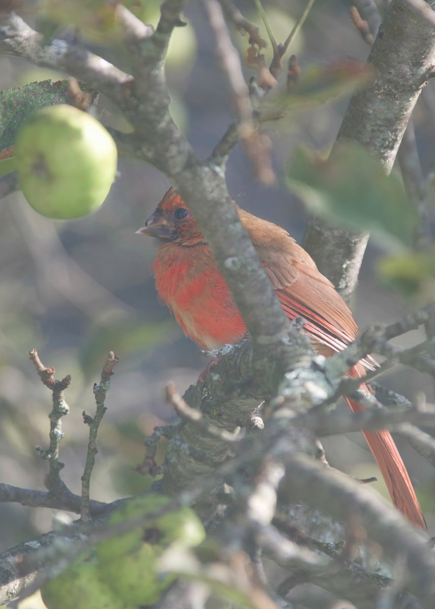 mchesner's tweet photo. Brightly-colored #cardinal with a broken beak. Poor guy!
#BirdWatching #BrokenBeak #Bird #TrumbullCT https://t.co/nIhDwz2aOE