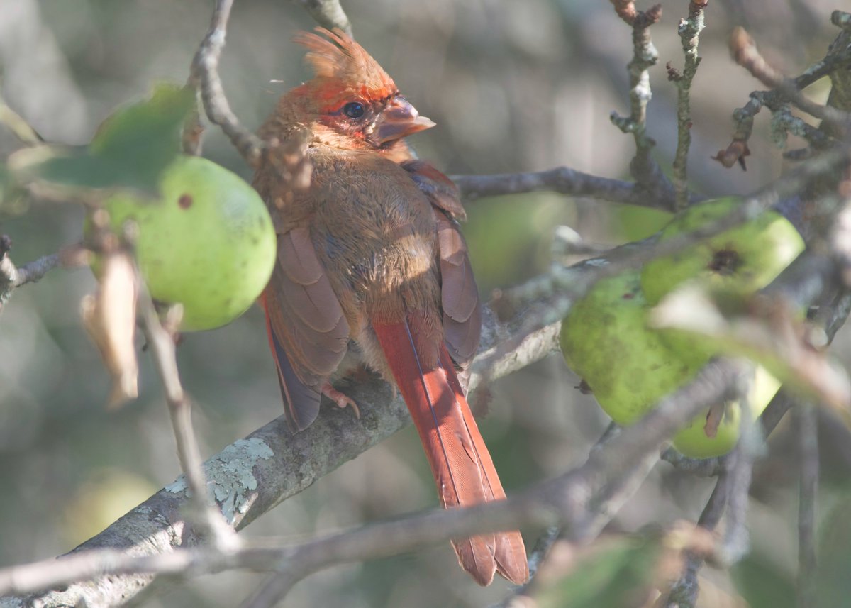 mchesner's tweet photo. Brightly-colored #cardinal with a broken beak. Poor guy!
#BirdWatching #BrokenBeak #Bird #TrumbullCT https://t.co/nIhDwz2aOE