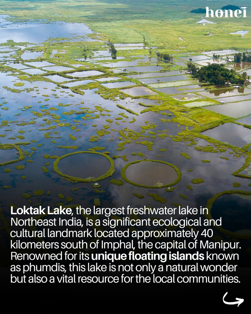 HumansOfNE's tweet photo. Just 40 km from Imphal, Manipur, you’ll find Loktak Lake, the largest freshwater lake in Northeast India. It’s famous for its floating islands, called phumdis, and is home to the rare Sangai deer. #LoktakLake #Conservation #NortheastIndia https://t.co/kNVZuvrYP9