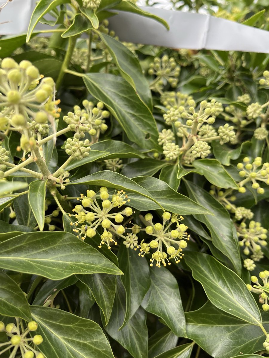 The Ivy is starting to flower 👍🐝🦋😊. 
I completed a ⁦<a href="/PoMScheme/">UK Pollinator Monitoring Scheme</a>⁩ FIT Count ….
Loads of flowers forming but mostly not out yet - and it was fairly cool and breezy 🙁