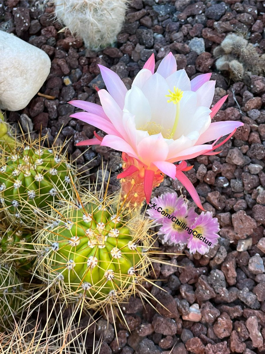 🥳💥🌸
#Cactus 🌵

Post your cactus in the comments 🙏