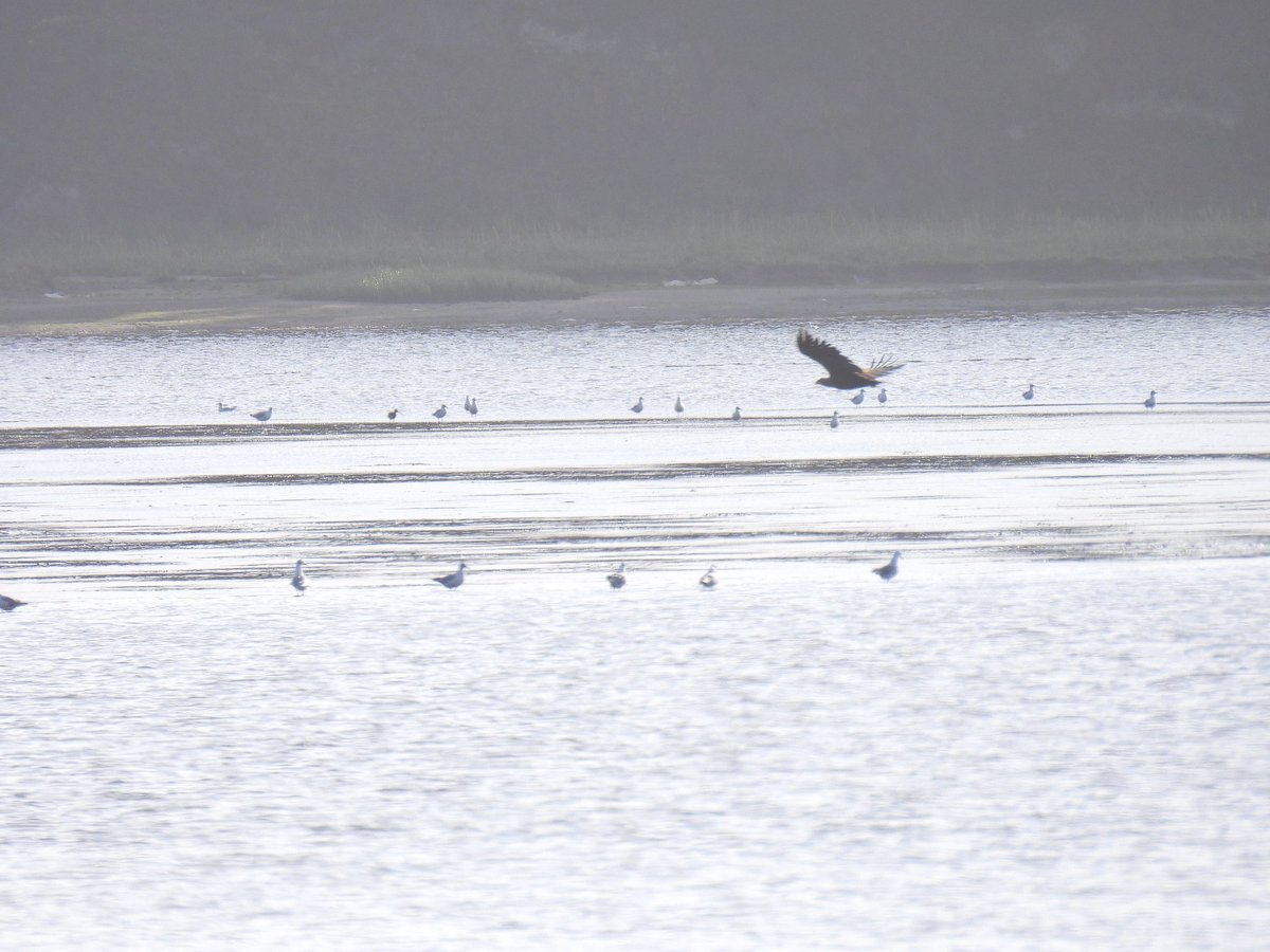 justine_dennett's tweet photo. Would anyone please be able to tell me what this is.  It was so far away and the lighting wasn’t good. @harbourbirds @DorsetBirdClub https://t.co/yQjCmnYdr0