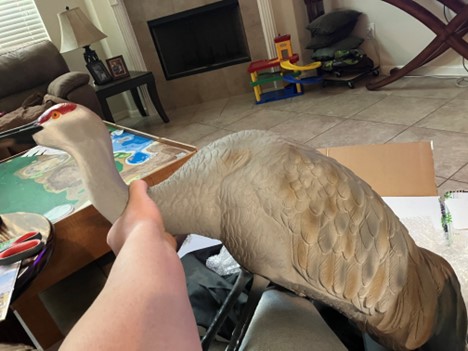 SFAgentForrest's tweet image. Were just about ready to rock and roll for Teal Season!!  How are your preparations going? #TealSeason #HuntingPrep #WaterfowlHunting #OutdoorLife #HuntingSeason #DuckHunting #HuntingCommunity #HuntingLife #HuntingAdventures #ForrestCobbSF