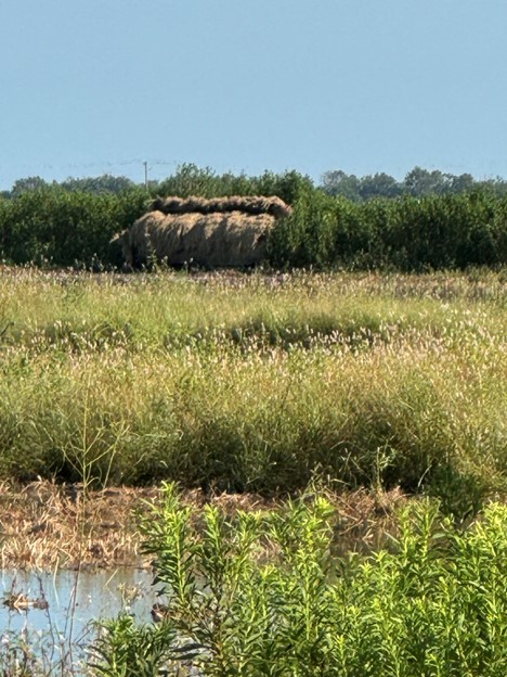 SFAgentForrest's tweet image. Were just about ready to rock and roll for Teal Season!!  How are your preparations going? #TealSeason #HuntingPrep #WaterfowlHunting #OutdoorLife #HuntingSeason #DuckHunting #HuntingCommunity #HuntingLife #HuntingAdventures #ForrestCobbSF
