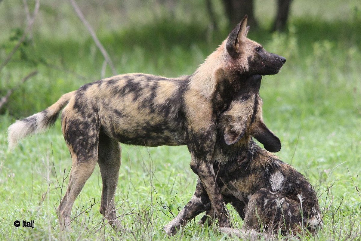SANParks's tweet photo. Happy #InternationalDogDay! 🐾
Have you spotted any four-legged friends on your adventures? Share your favorite dog sightings with us! #LiveYourWild #WildIsOurBackyard
__
📷 Isablel Taljaard https://t.co/wiQP7hNYYg