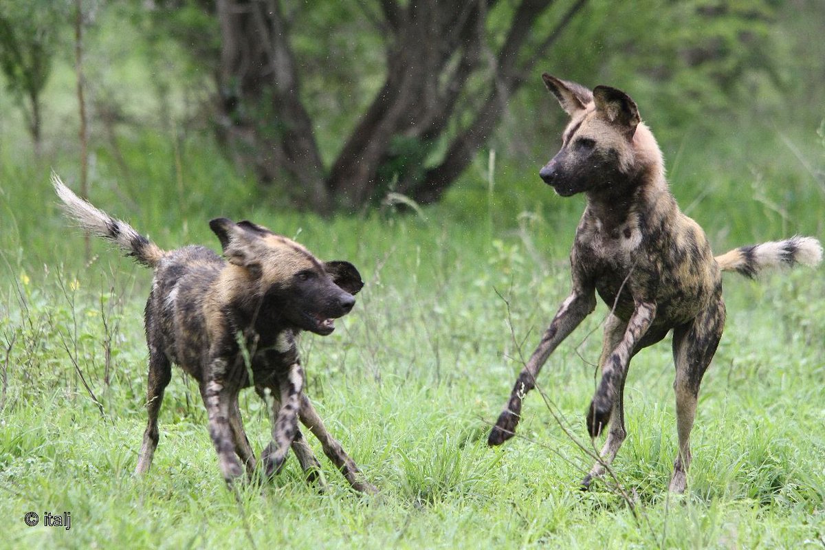SANParks's tweet photo. Happy #InternationalDogDay! 🐾
Have you spotted any four-legged friends on your adventures? Share your favorite dog sightings with us! #LiveYourWild #WildIsOurBackyard
__
📷 Isablel Taljaard https://t.co/wiQP7hNYYg