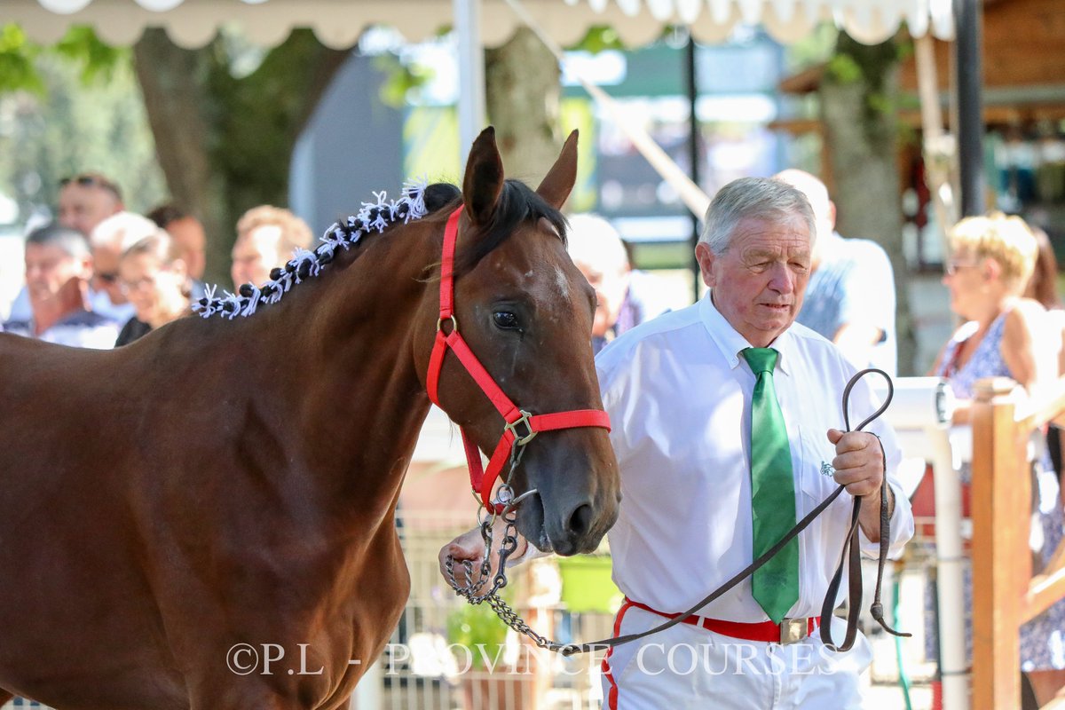 Province Courses / 24H au trot tweet media