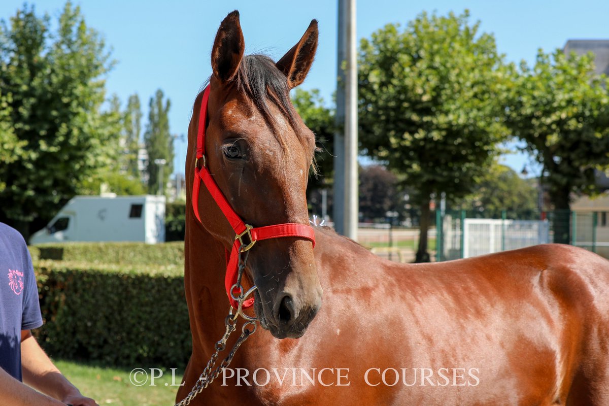 Province Courses / 24H au trot tweet media