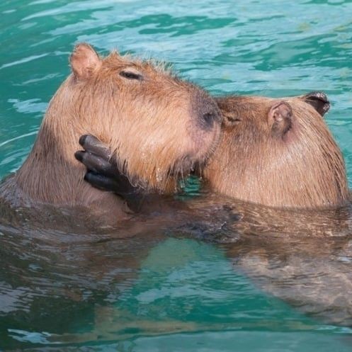 happ2capybara's tweet photo. 아무것도 해결할 수 없다는 생각에 무기력감에 빠지는 날이 많아집니다
세상은 왜 이리 복잡하고 무섭기만 할까요
그렇지만 나와 같은 사람들이 옆에서 함께 고뇌하고 있다는 사실만으로 다시 힘을 얻는 날도 있답니다
그러니 오늘은 이만 쉬는 게 좋겠습니다
내일의 세상은 좀 더 바뀌어있을 겁니다 https://t.co/lp5gRvB1Pv