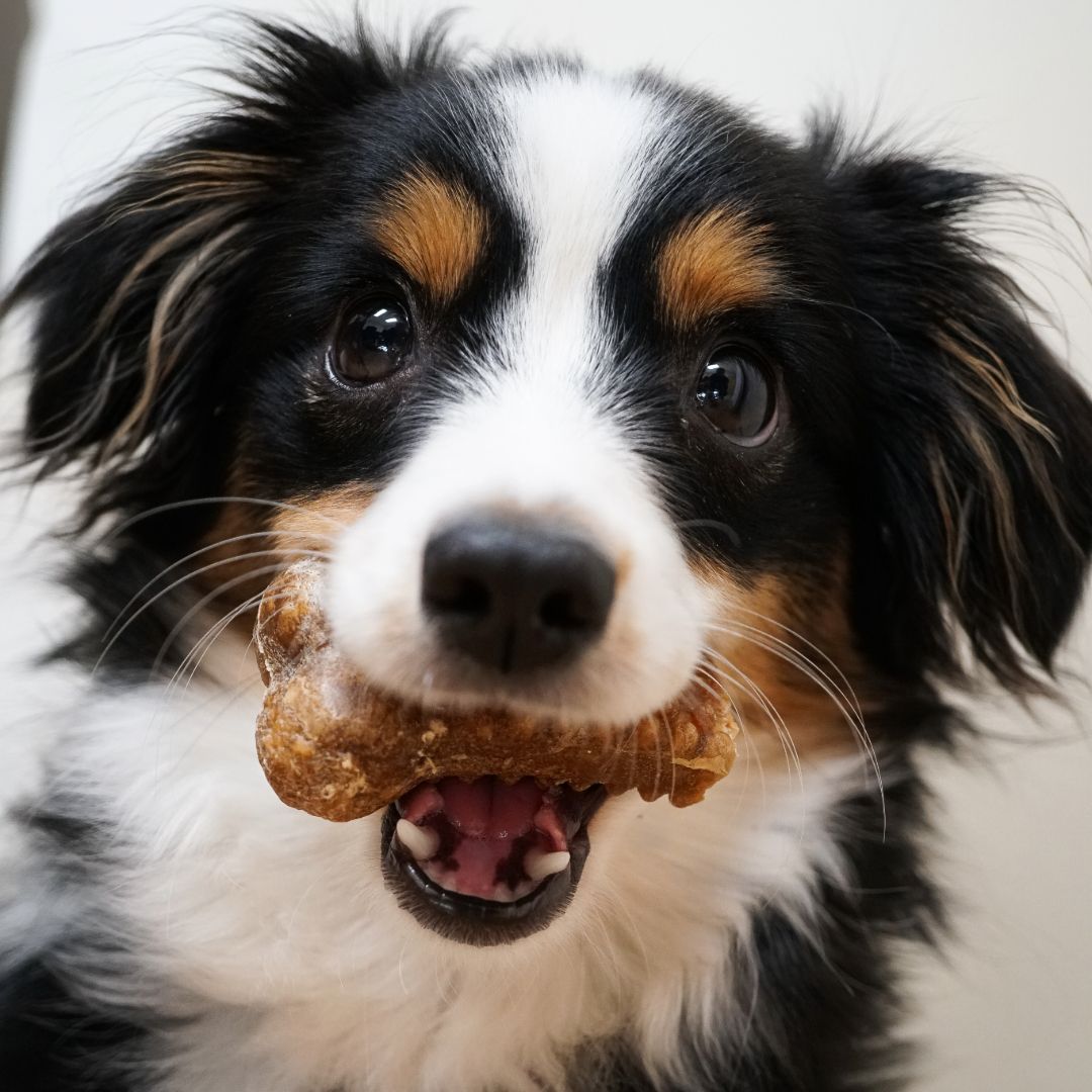 Happy National Dog Day 🐶 Meet Billie! Heritage Tile's office dog, Billie can be found running around our offices everyday - she brings high energy to the workspace and can make anyone smile!