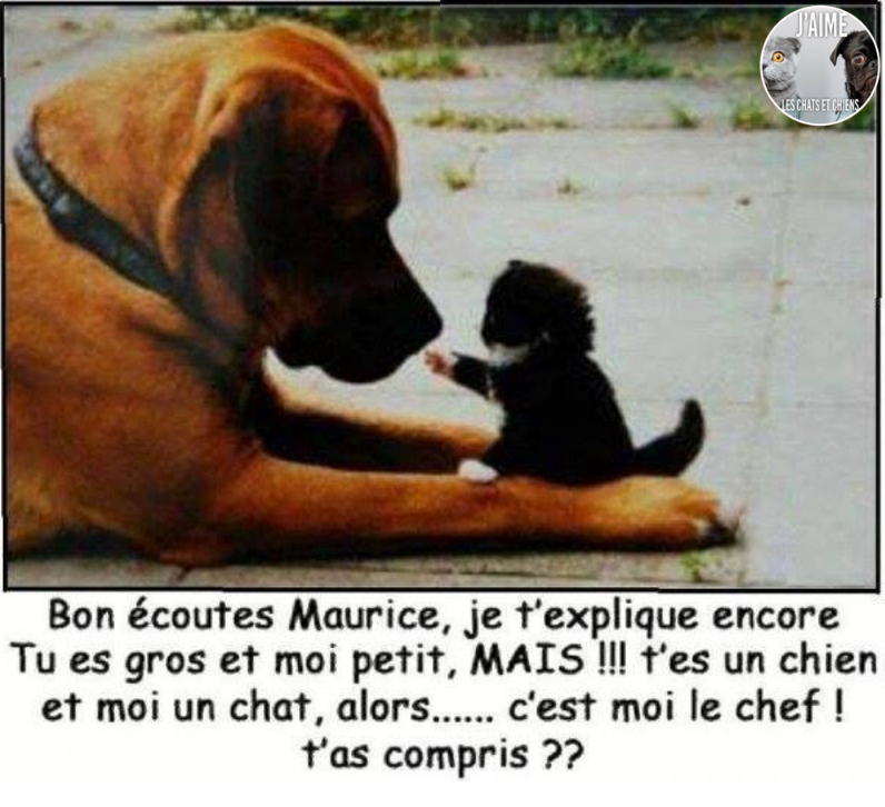 😂🤣😂😋
 
 #chat #chats #chaton #chatons #funnycat #funnycats #felin #gato #gatos #gatto #minet #bouledepoil #kitten #kitty #mdr #lol #marrant #humourchat #humourchats #chatdrole #katze #rigolo #marrant