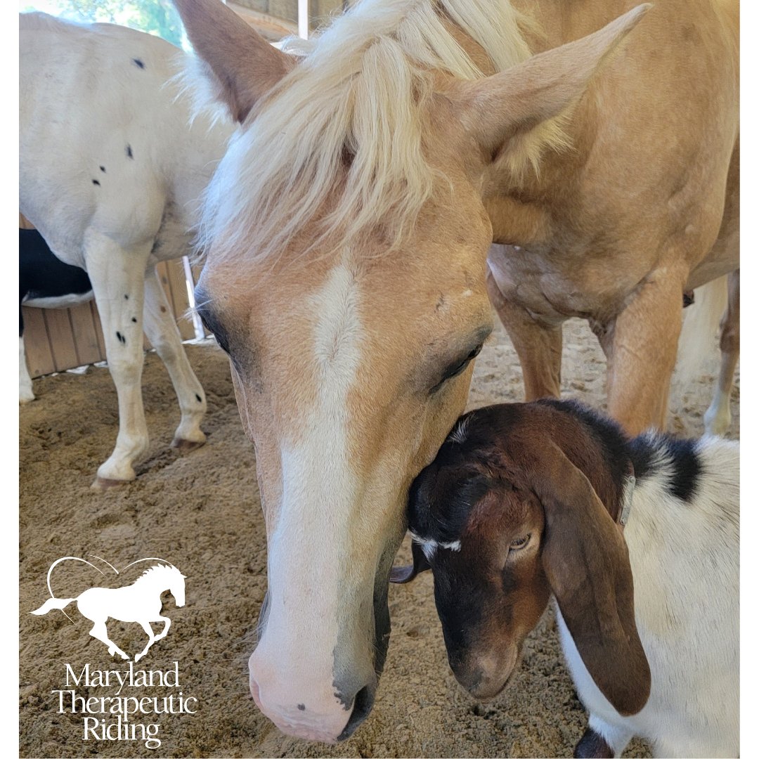 Maryland Therapeutic Riding tweet media
