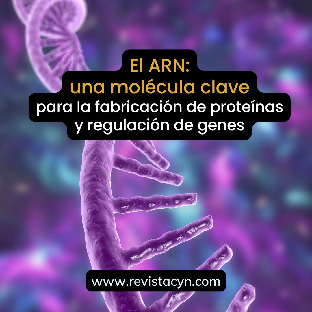Revista_CyN's tweet photo. El ARN es la estrella en la producción de proteínas y la regulación genética. 🧬 🌟 ¡Un proceso clave que impulsa la vida y abre puertas a nuevas terapias! 💡✨ 
Revista 🚀 Ciencia y Naturaleza 🍀 #RevistaCyN #Divulgación #Difusión #Leer+
👉 https://t.co/OlaGBsA9l0 https://t.co/A41WEVsqgf