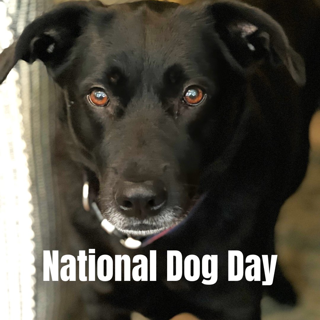 Happy National Dog Day! We love our furry canine friends and treat them like family. Did you know your community pharmacist can probably fill many of their veterinarian-prescribed drugs? Including Apoquel for allergies to Vetsulin for diabetes to Cerenia for motion sickness!