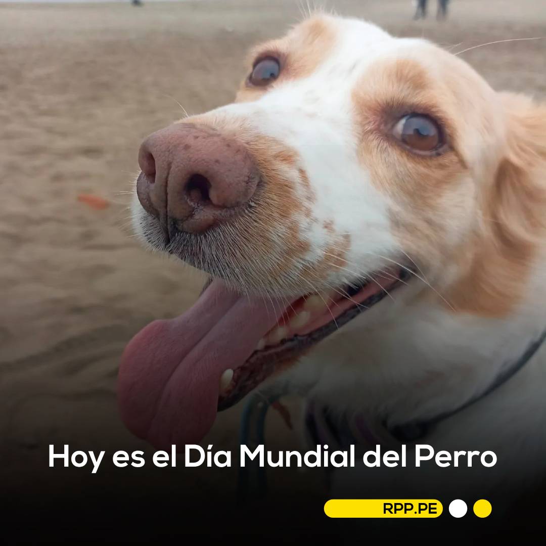 RPPNoticias's tweet photo. 💖🐕 Hoy, 26 de agosto, es el Día Mundial del Perro.
¿Tienes un amigo de cuatro patas en casa? 📲 Comenta cómo se llama y envíanos su foto por inbox para compartirla en redes. 

#Dog #Friend #RPP https://t.co/rEjwG6dyWX