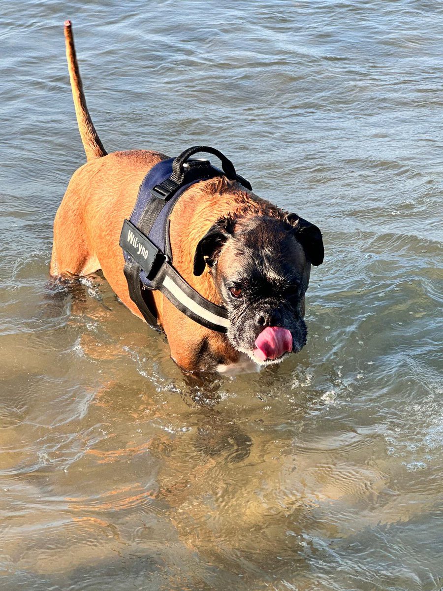 #26agosto #giornatamondialedelcane #boxer #boxerlovers