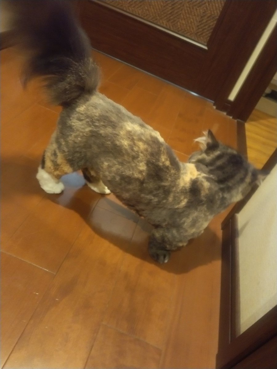 cat3kan's tweet photo. 珍妙な生物になった https://t.co/mthfOIPCzF