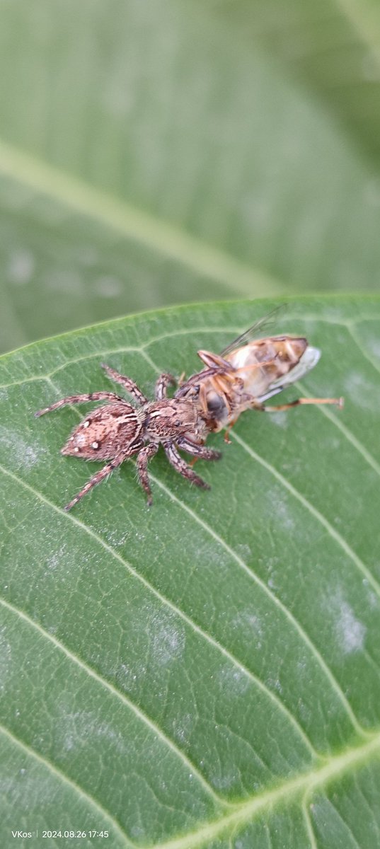 Quixoo's tweet image. In the wild, every meal is part of a bigger story. The food chain connects us all in a circle of life, where survival and balance are the ultimate goals. Respect the cycle.  #CircleOfLife #EcoBalance