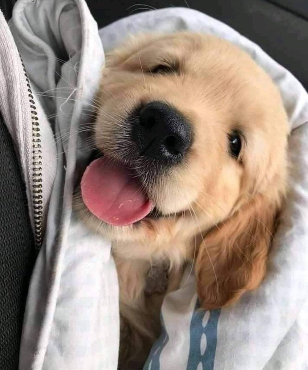 Animal Lover (@animal_fanlover) on Twitter photo 