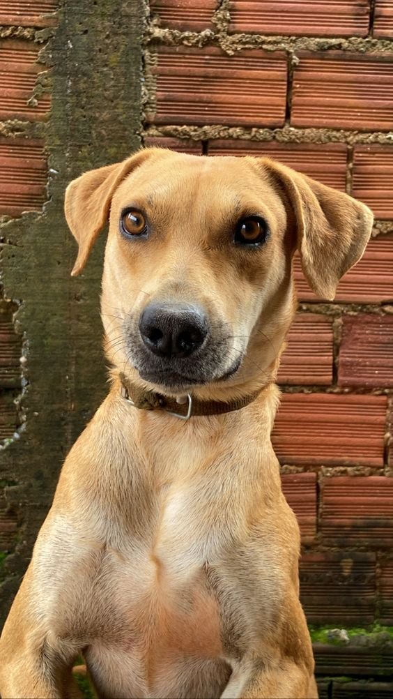 thecarnivorebar's tweet image. Your dog shouldn't be eating kibble.

Modern dog food is filled with seed oils, fortified vitamins, and other additives they don't need.

Like humans, dogs thrive on REAL animal-based foods.

Make dog food real again.