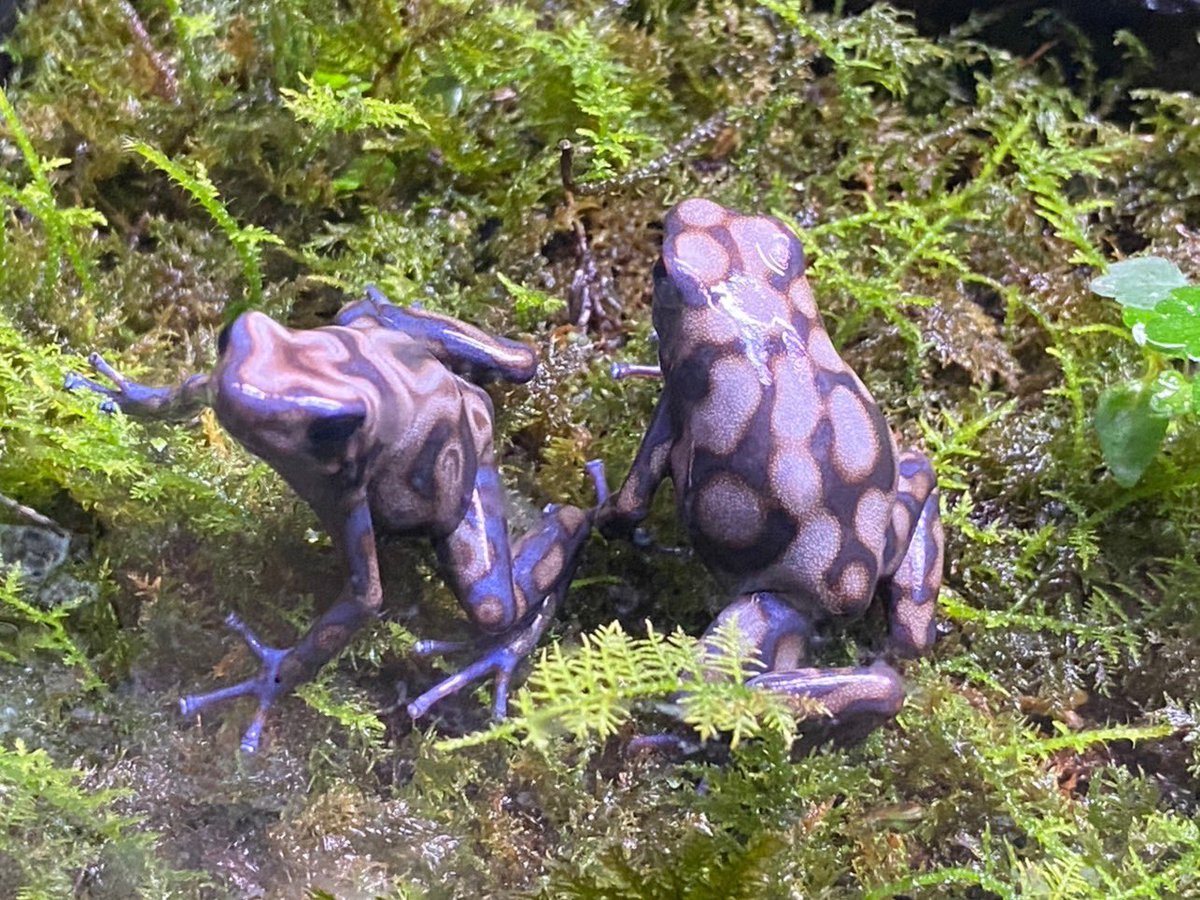 マダラヤドクガエル（ペナブランカ）🐸 本種は産地により体色などが異なる種類です。ヤドクガエルの仲間は毒々しい体色（警戒色）をした種類がほとんどですが、中には見ていて生き物なのかと疑いたくなるような色の種類もいます。  #体感型カエル館Kawazoo #カエル #河津町, image size:1200x900