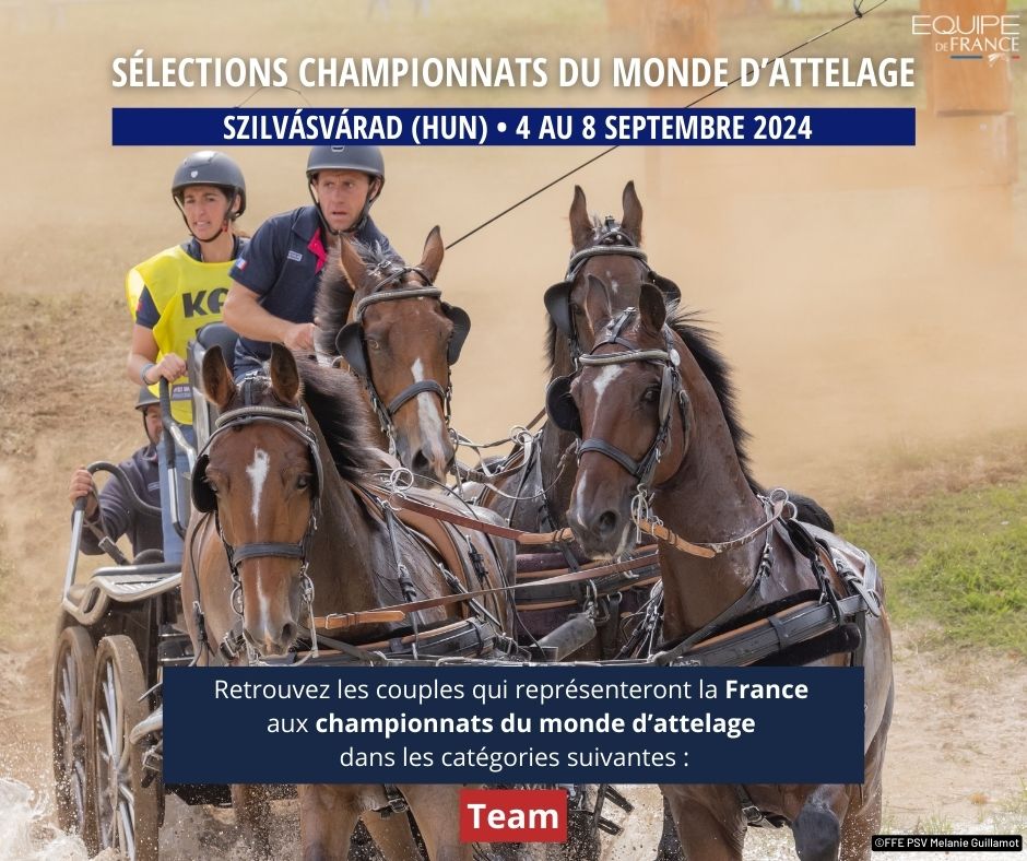 FRA_Equitation's tweet photo. #ATTELAGE - Sélection championnats du Monde Team et Solo 🌟
Voici les couples qualifiés pour les championnats du monde à quatre chevaux (Team), à Szilvásvárad en Hongrie 🇭🇺, et les championnats du monde à un cheval (Solo) au Pin au Haras 🇫🇷⤵️
https://t.co/1m9jN8fzXv https://t.co/orj2Tfpi8T