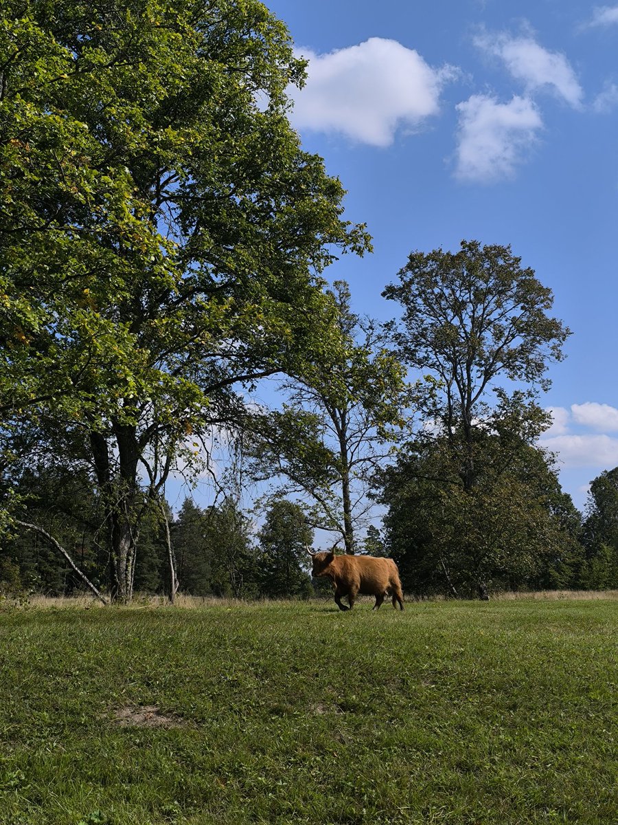 RestorMine (@restormine) on Twitter photo First day of #SERE2024, some #RestorMine members have enjoyed the visit to “Ziemeļgauja” Protected Landscape Area (Latvia🇱🇻), where restoration activities of grassland habitats are being carried out whithin the #GrassLIFEproject 🐮🏞️🪲<a href="/YoungForesters/">iuFOR UVa-INIA</a> First day of #SERE2024, some #RestorMine members have enjoyed the visit to “Ziemeļgauja” Protected Landscape Area (Latvia🇱🇻), where restoration activities of grassland habitats are being carried out whithin the #GrassLIFEproject 🐮🏞️🪲<a href="/YoungForesters/">iuFOR UVa-INIA</a>