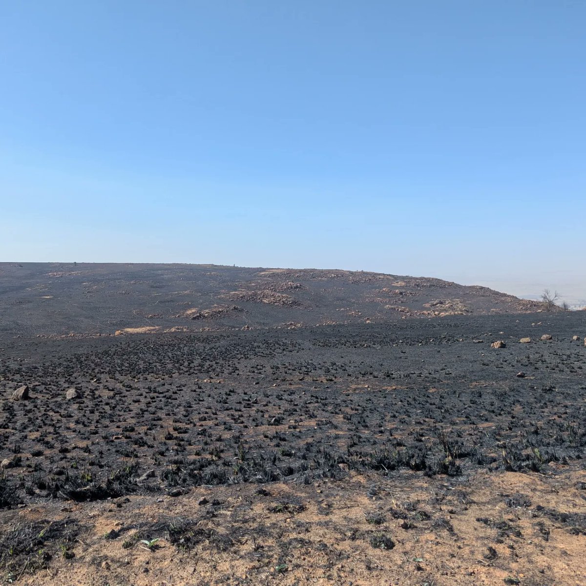 Suikerbosrand Nature Reserve! Surreal landscape! 😯