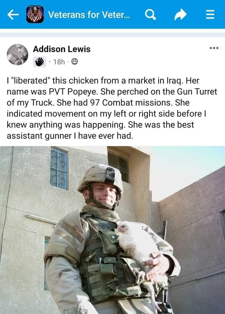 doxometrist's tweet photo. need.. moar research into animool reflexes helping out in gunfights

cyber chicken, kitten pilot, much explore needed https://t.co/Q1rH2z3pWR