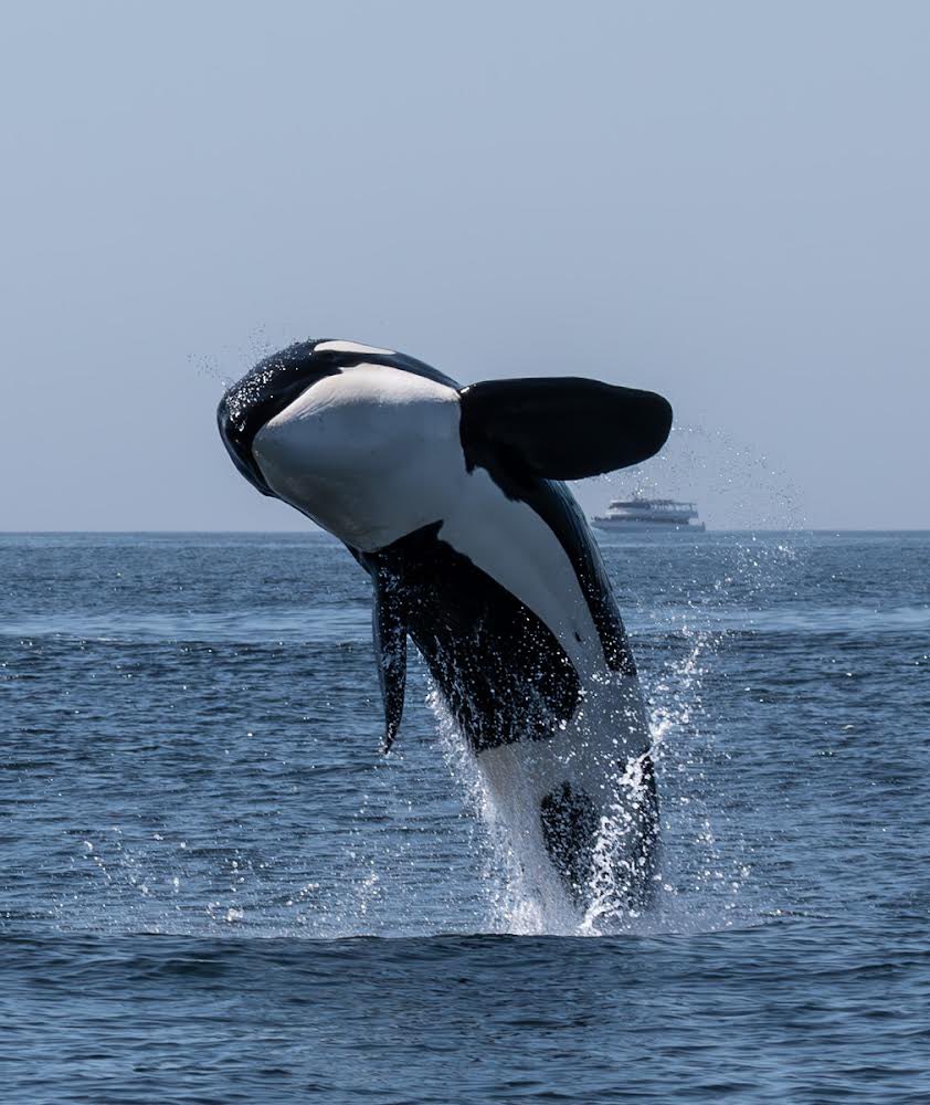 MBayWhaleWatch's tweet photo. Incredible killer whale encounter on 8/24/24! It has been absolutely beautiful on the water, join us daily at 9am, 10am, and 230pm! https://t.co/LUZnxQctYe