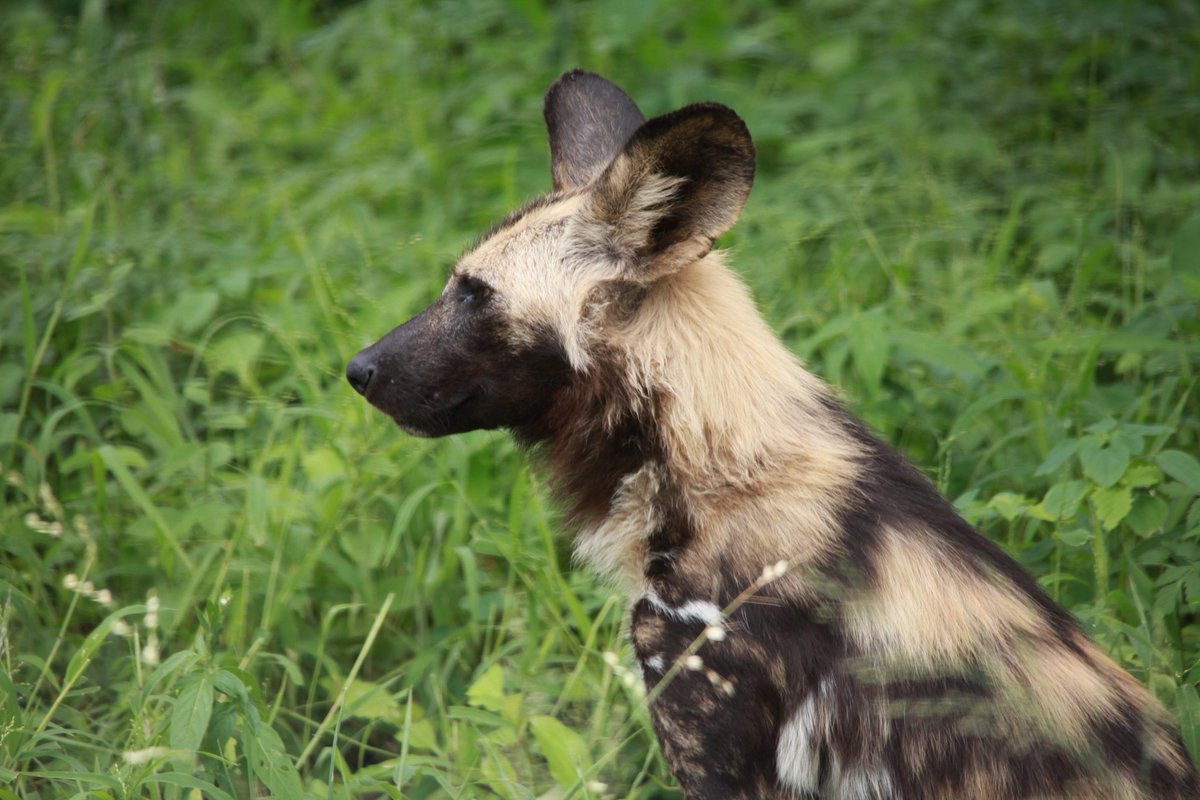 susmeds71's tweet photo. 🤍🖤🤎 BE AWARE OF THE DOGS 🤎🖤🤍
... their numbers are declining...
❗️Preservation &amp; Conservation❗️
(📷 Alan - KNP in January 2019)
#worldwilddogday
#wilddogs
#paintedwolves
#conservation
#wildearth https://t.co/swDeNVbNZn