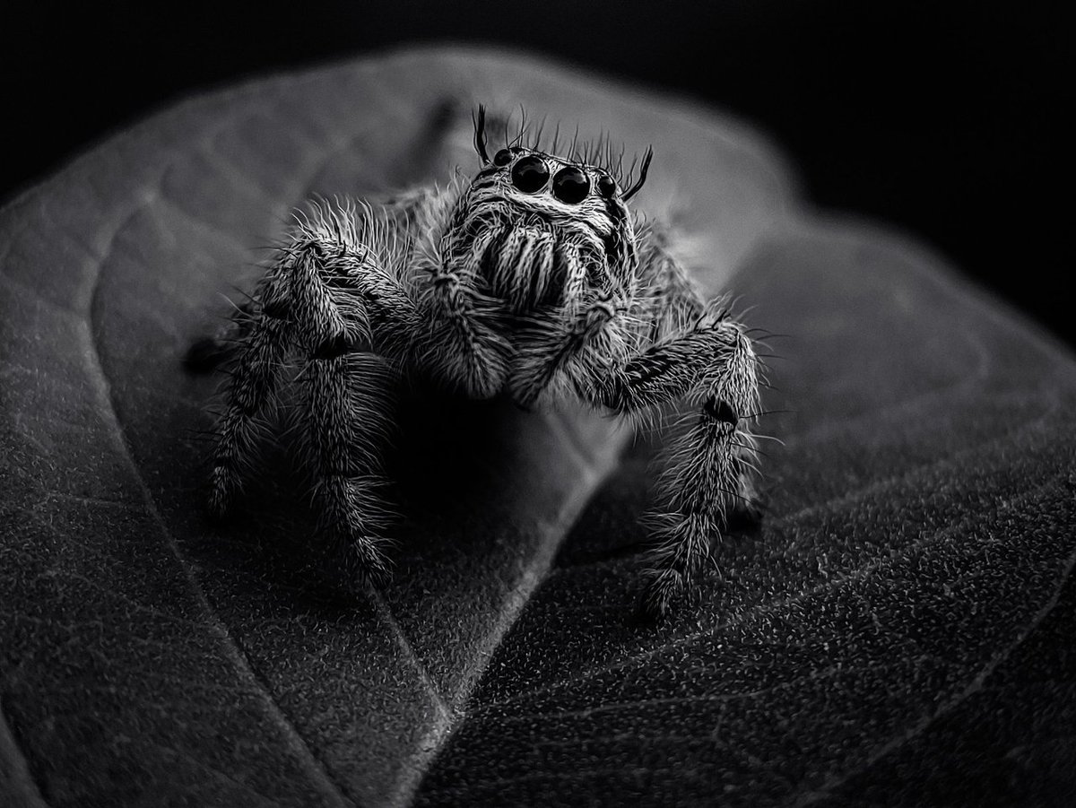 Visual Shots Community tweet media