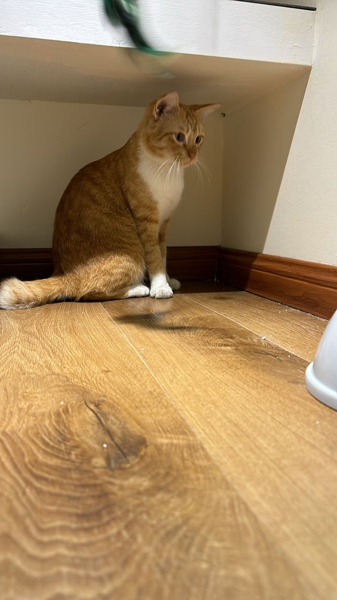 nanarfidi's tweet photo. Hi @pelisahh @ulat_bulu_bulu! 
I'm looking for loving adopters for this adorable ginger cat 🥹. If you know someone who would be the perfect owner, please let me know. Your help in finding a great home for this sweet furball would be greatly appreciated! https://t.co/VCEBJZ6oRz