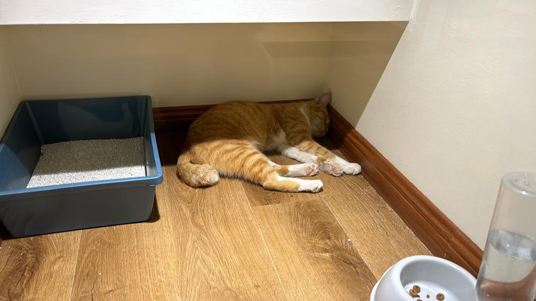 nanarfidi's tweet photo. Hi @pelisahh @ulat_bulu_bulu! 
I'm looking for loving adopters for this adorable ginger cat 🥹. If you know someone who would be the perfect owner, please let me know. Your help in finding a great home for this sweet furball would be greatly appreciated! https://t.co/VCEBJZ6oRz