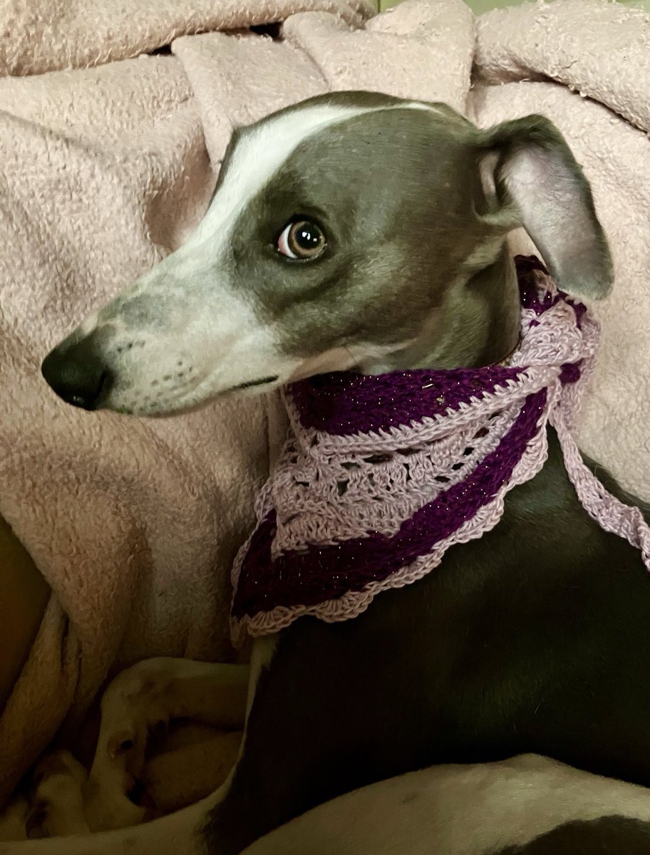 BertieRace's tweet image. Launching a limited edition of Poppet’s Tea Scarfies, now on sale. All proceeds to @LurcherSOS £10+ free P&amp;amp;P.
10 altogether, 3 of which are large enough for greyhounds. 7 will fit whippets and small lurchers as modelled by Maude and Prudence @MissUnderscore DM for details.