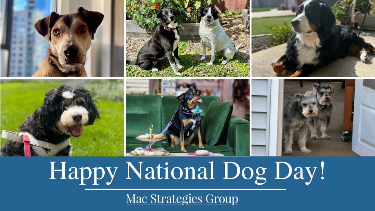 Happy #NationalDogDay! 🐶 Meet the four-legged friends of our Mac Strategies Group team (L-R): Cinnamon "Cinny" Crunch (Matt Butterfield), Lola &amp; Rico (Monique Garcia), Lena (Kristen Messersmith), Remy (Brooke Gardner), Winnifred (Maggie Strahan), and Duke &amp; Harry (Matt Murphy).