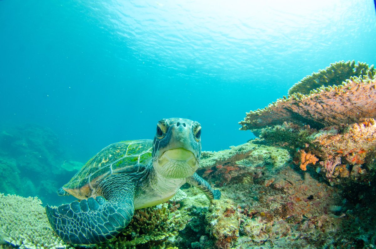 dive_kroon's tweet image. 今年の夏はほぼ毎週高知県へ行っています
海の中は本当に沖縄みたいにサンゴやウミガメ、カラフルな魚に会える海です。

年に1.2回リゾートで潜るのもありですが、広島からでも
「普段のお休みでも楽しめる海がこんなに近くあるんだ！」と1人でも広島の方に知ってもらいたいです。