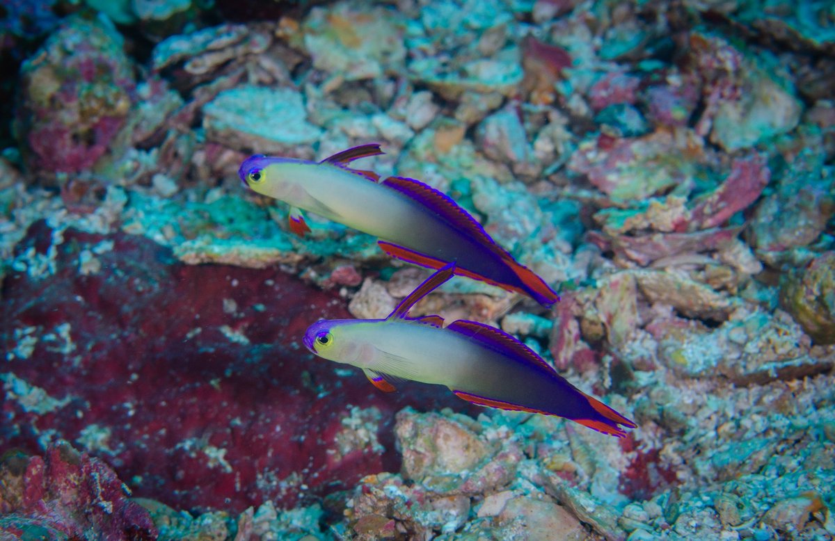 dive_kroon's tweet image. 今年の夏はほぼ毎週高知県へ行っています
海の中は本当に沖縄みたいにサンゴやウミガメ、カラフルな魚に会える海です。

年に1.2回リゾートで潜るのもありですが、広島からでも
「普段のお休みでも楽しめる海がこんなに近くあるんだ！」と1人でも広島の方に知ってもらいたいです。