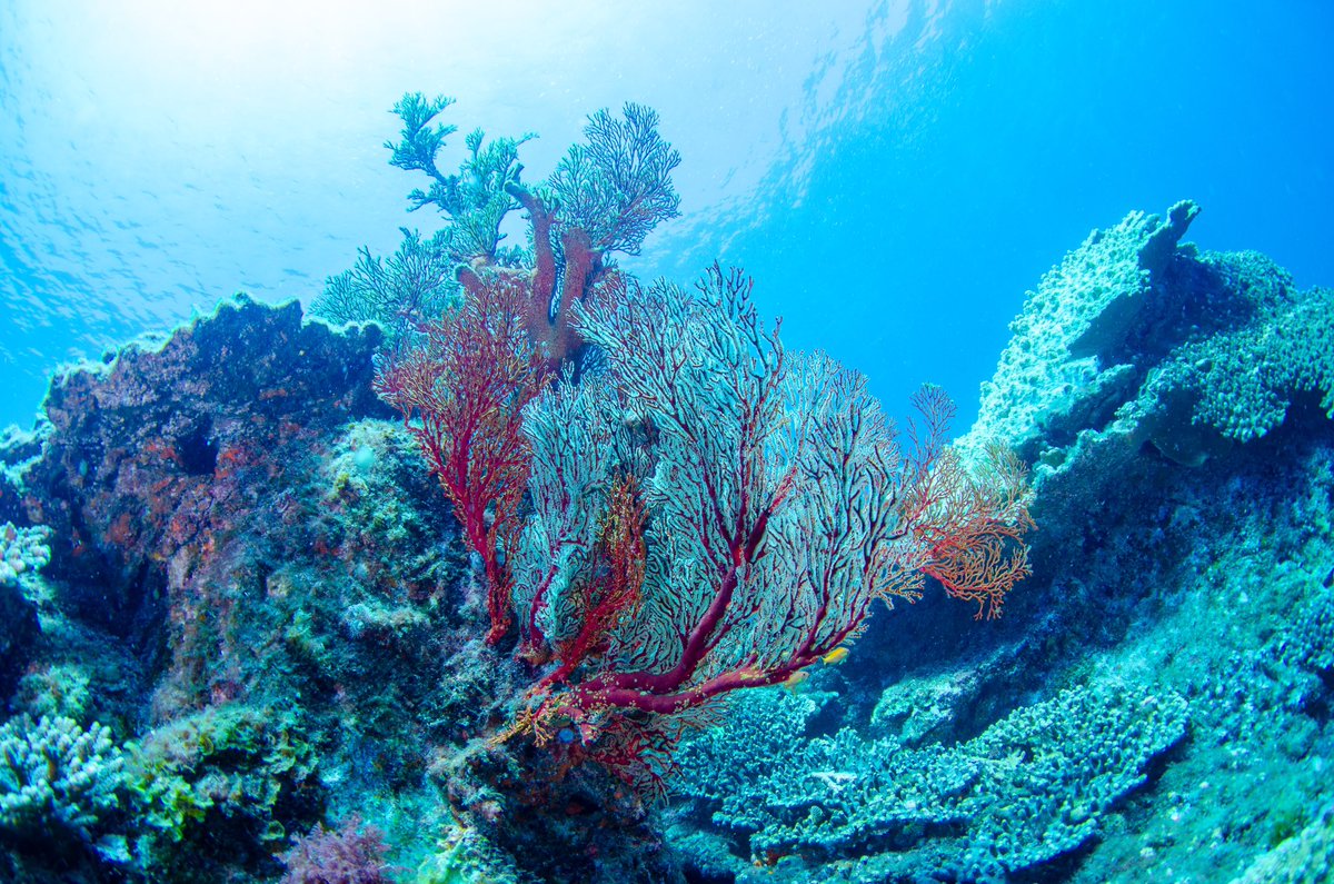 dive_kroon's tweet image. 今年の夏はほぼ毎週高知県へ行っています
海の中は本当に沖縄みたいにサンゴやウミガメ、カラフルな魚に会える海です。

年に1.2回リゾートで潜るのもありですが、広島からでも
「普段のお休みでも楽しめる海がこんなに近くあるんだ！」と1人でも広島の方に知ってもらいたいです。