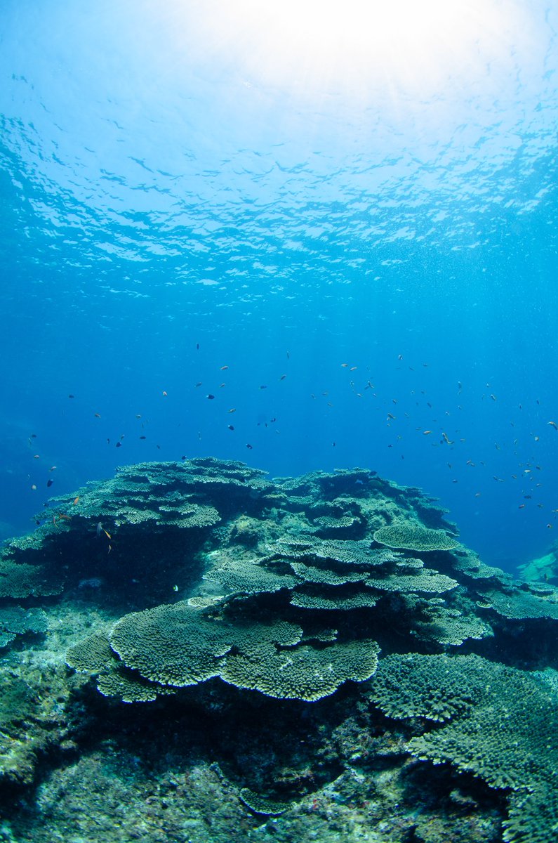 dive_kroon's tweet image. 今年の夏はほぼ毎週高知県へ行っています
海の中は本当に沖縄みたいにサンゴやウミガメ、カラフルな魚に会える海です。

年に1.2回リゾートで潜るのもありですが、広島からでも
「普段のお休みでも楽しめる海がこんなに近くあるんだ！」と1人でも広島の方に知ってもらいたいです。