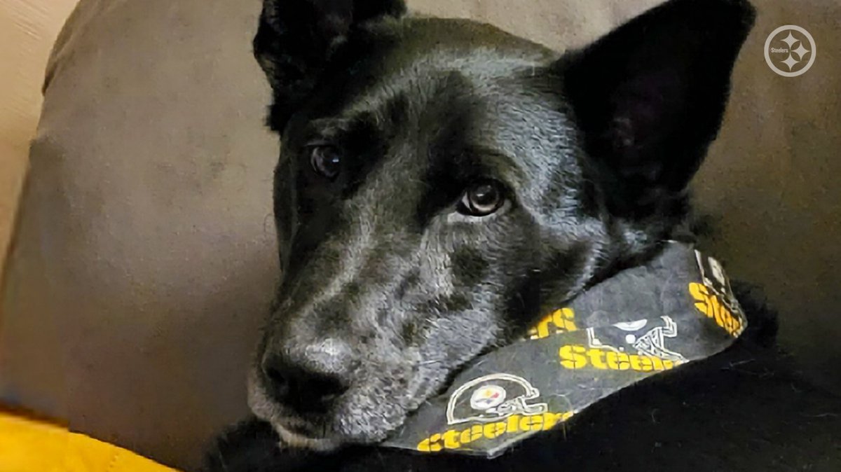 Happy #NationalDogDay to all our #SteelersPets 🐾

#SteelersNation | #HereWeGo