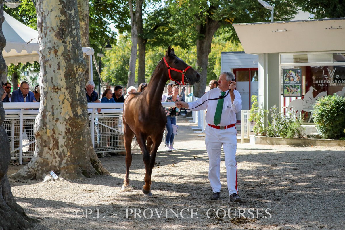 Province Courses / 24H au trot tweet media