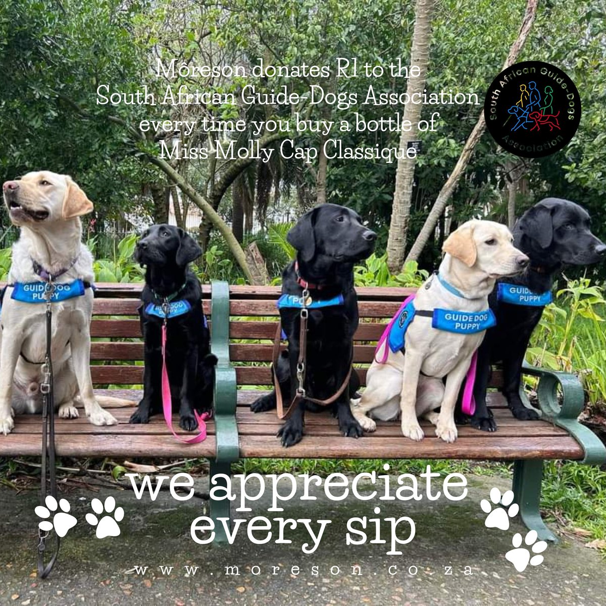 Happy International Dog Day! 🐾🐕🦮

#MissMollySquad, THANK YOU for making it possible for us to donate R1 to the <a href="/SAGuide_Dogs/">SA Guide-dogs</a> for the Blind with every bottle of Miss Molly Cap Classique you buy.

moreson.co.za 

#Internationaldogday #doglovers