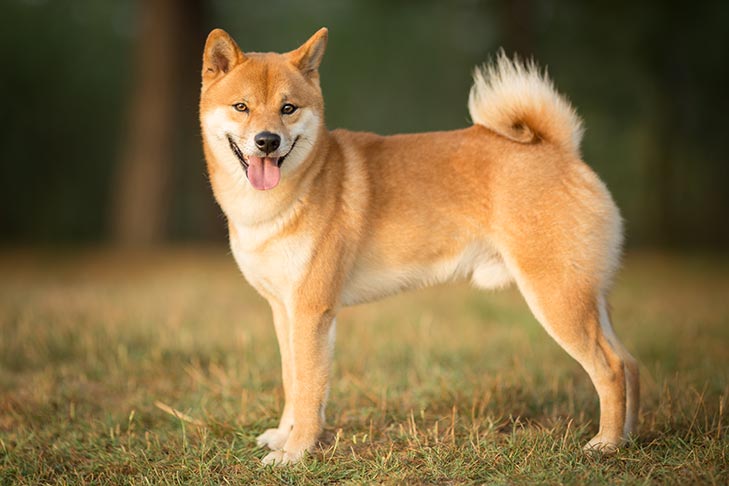 ShibaXanders's tweet photo. Today is International Dog Day. Those doggos companions who never disappoint anyone. Man's best friend, Congratulations on this day to all Dog's and special our dears Shiba Inu in the world.  They will always make you smile. Give a woof here. https://t.co/HImpseX9eR