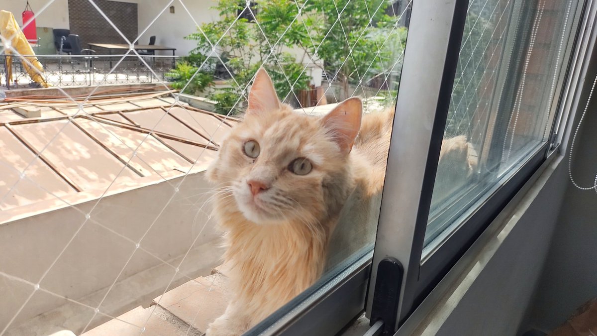 jalele's tweet photo. Mañana se cumple una semana desde que Babú ya no está con nosotros. Quiero dejar acá algunas de sus mejores fotos para poder recordarlo en su toda majestuosidad. Era el mejor gato y lo echamos mucho de menos. https://t.co/hTxs4vWfgS