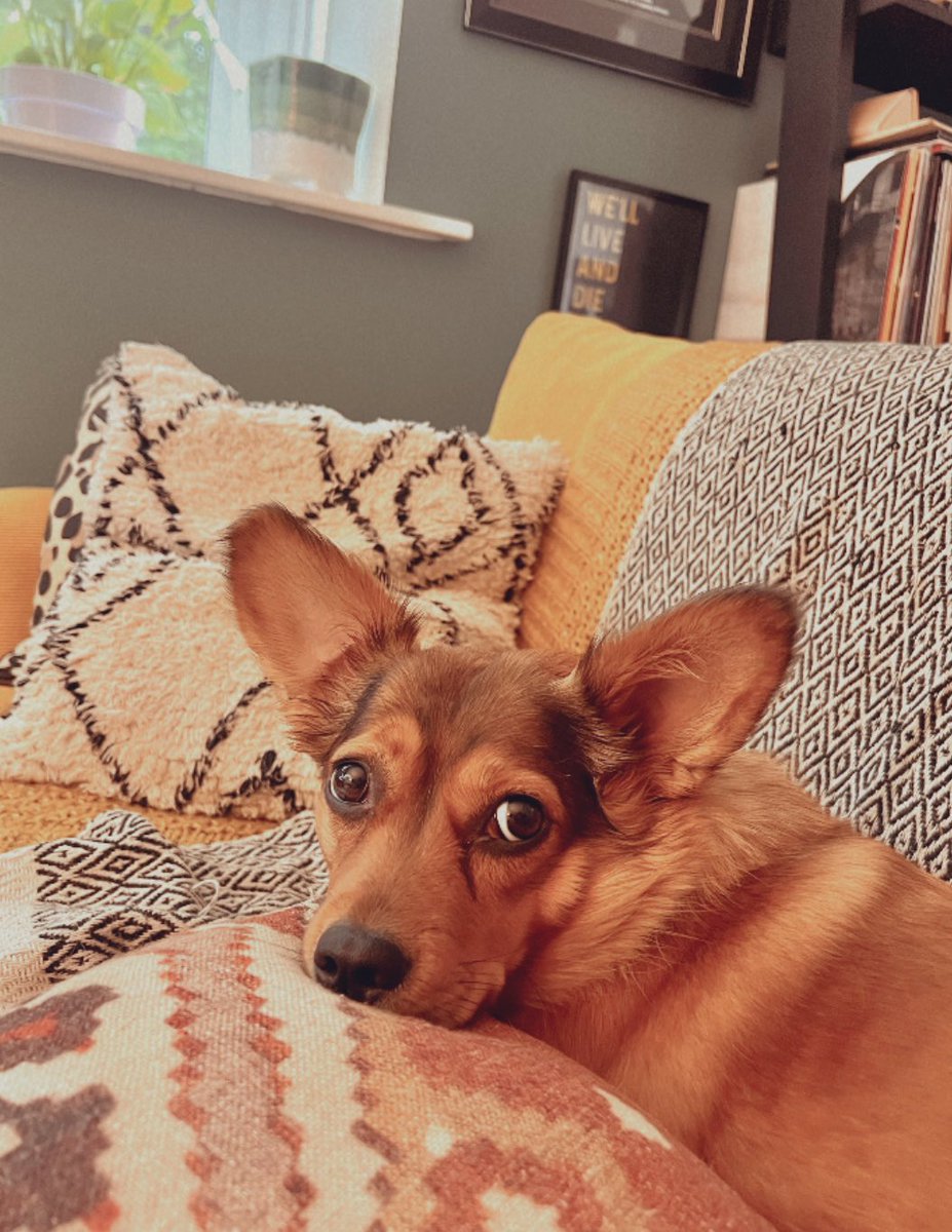 shiner_sam's tweet photo. Happy #InternationDogsDay to all the beautiful pooches ๐พ and to my best girl Lyla (some rare footage of both ears up!) https://t.co/wnnhbSUgkm
