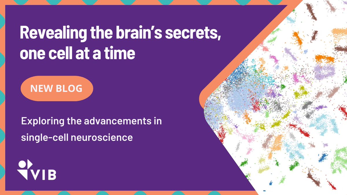 VIB (@viblifesciences) on Twitter photo 🧠 The human brain is remarkably complex, with billions of cells. New single-cell tools now allow us to study the brain one cell at a time... (And don't forget to check out our coming #BrainMosaic24 conference - early bird deadline 29/08!) 
👉 vibbio.tech/3T5VhhL 🧠 The human brain is remarkably complex, with billions of cells. New single-cell tools now allow us to study the brain one cell at a time... (And don't forget to check out our coming #BrainMosaic24 conference - early bird deadline 29/08!) 
👉 vibbio.tech/3T5VhhL
