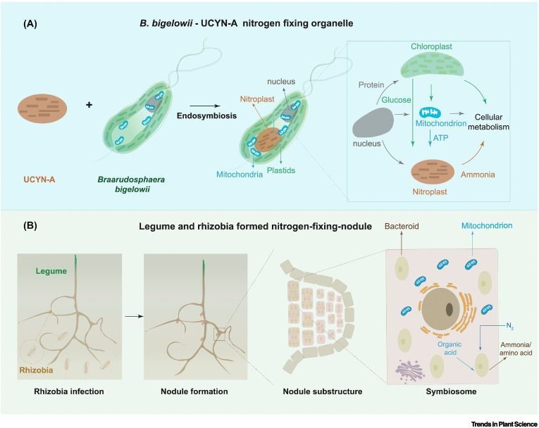 Can a nitrogen-fixing organelle be engineered within plants?

cell.com/trends/plant-s…
#plantscience ♻️