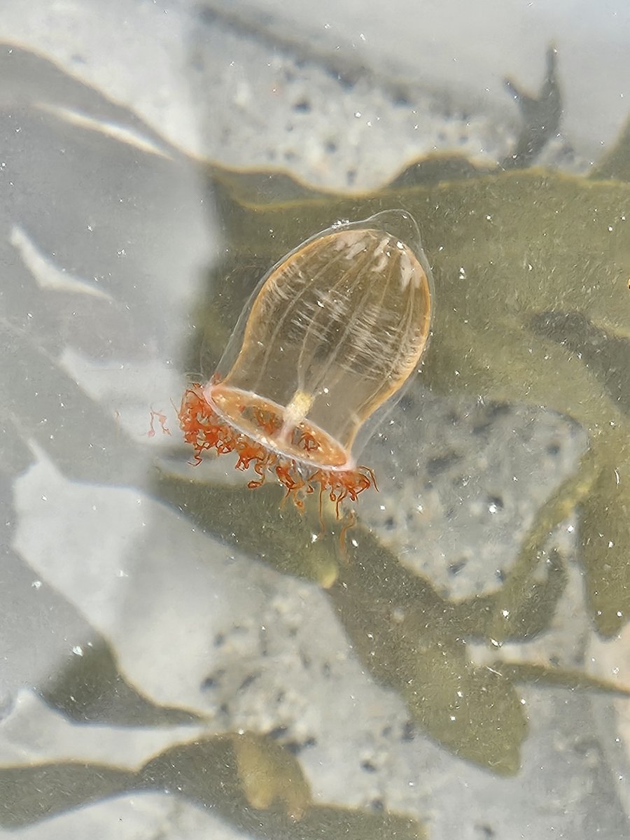 iNaturalist tweet media