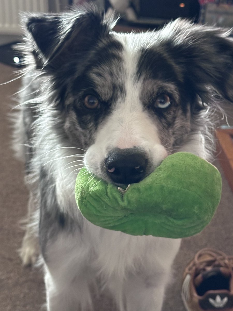 PWG71's tweet photo. My Bonnie! 

#bordercollie https://t.co/uWbWbTycKX